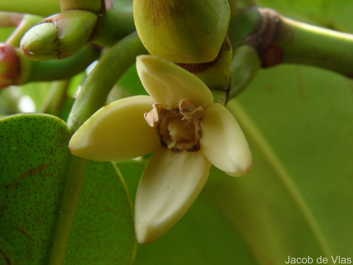 Rhizophora apiculata Blume